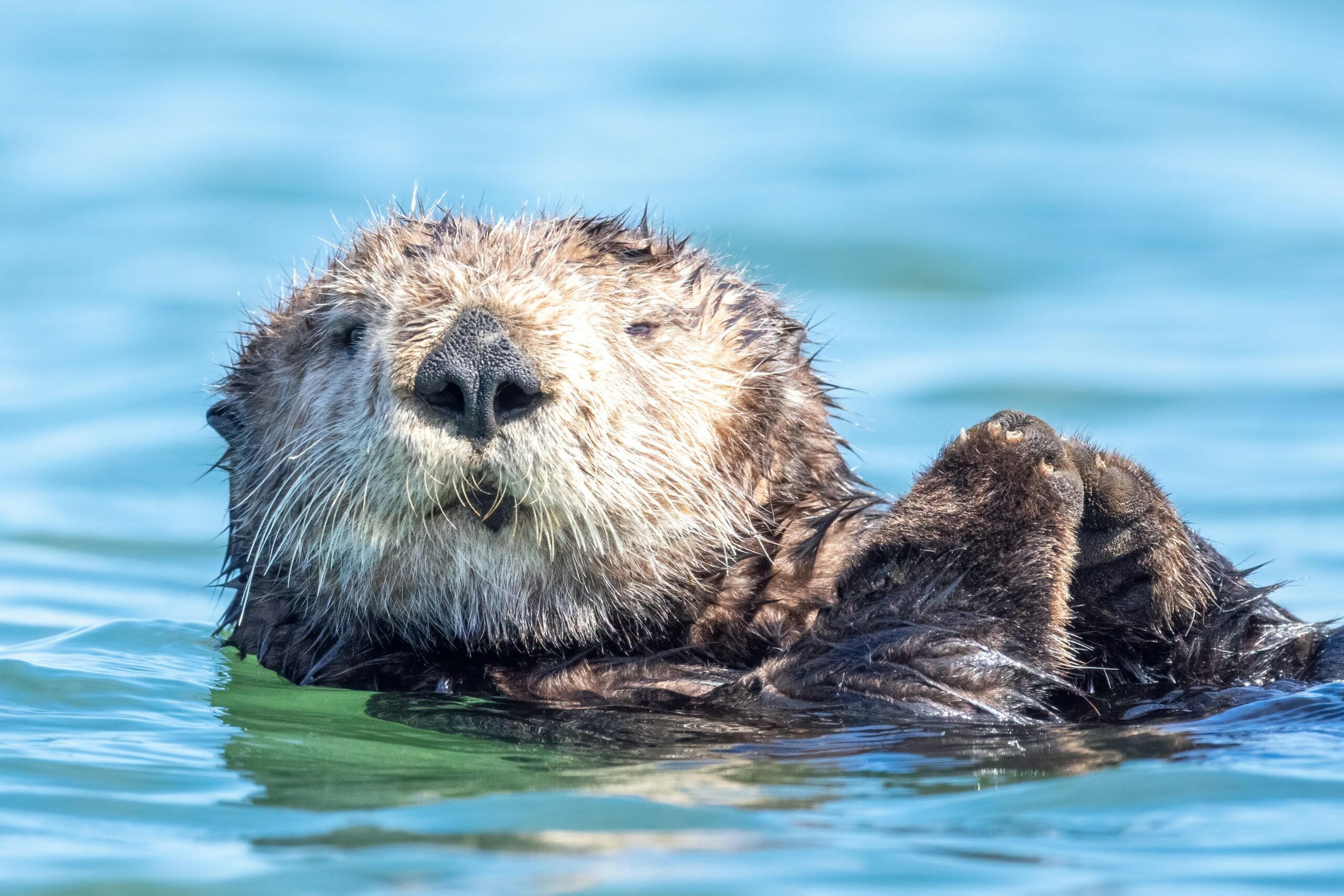 Sea otter floating peacefully in blue ocean water, representing tranquility and connection to Monterey's coastal wildlife